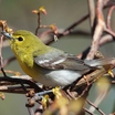 Shrikes and Vireos
